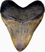 Grants Awarded 9 5 megaladon tooth