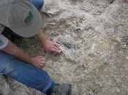 Grants Awarded 8 6 horse jaw bone showing