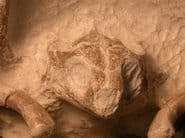 Grants Awarded 7 7 Fossil Turtle